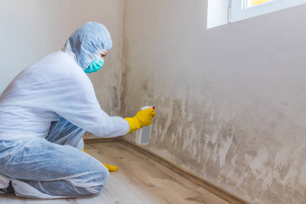 Mold Remediation specialist working in Glendale
